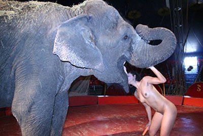 Elephant And Garl Xxx - Girl getting fucked by an elephant . Pics and galleries.